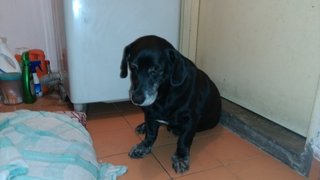 Unknown - Labrador Retriever Mix Dog
