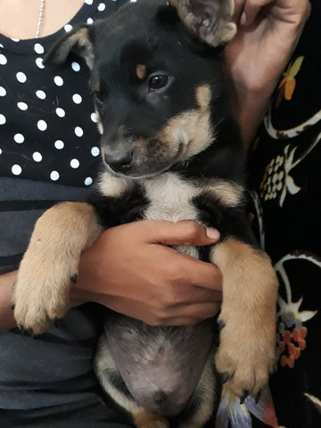 Rottweiler Puppy - Rottweiler Mix Dog