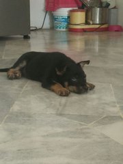 Rottweiler Puppy - Rottweiler Mix Dog