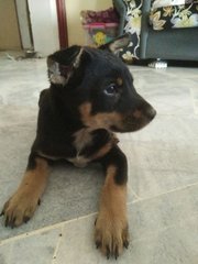 Rottweiler Puppy - Rottweiler Mix Dog