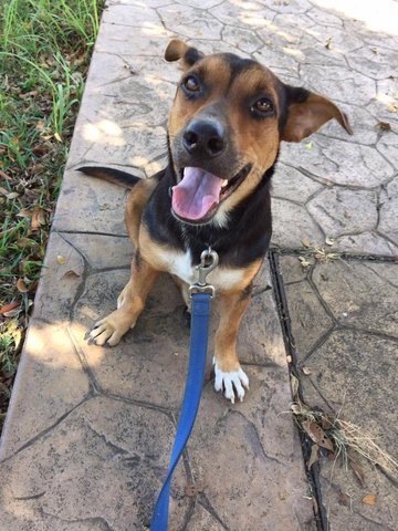 Girlgirl - Mixed Breed Dog