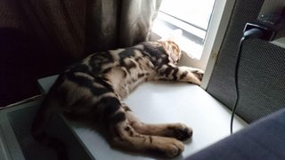 PF81176 - Bengal Cat