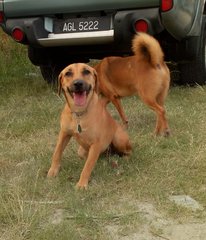 Coco - Mixed Breed Dog