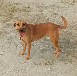 Coco - Mixed Breed Dog