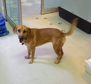 Coco - Mixed Breed Dog