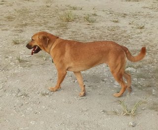 Coco - Mixed Breed Dog