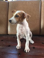 Leila - Mixed Breed Dog