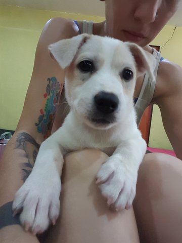 Tofu - Mixed Breed Dog