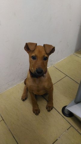 Pluto - Mixed Breed Dog