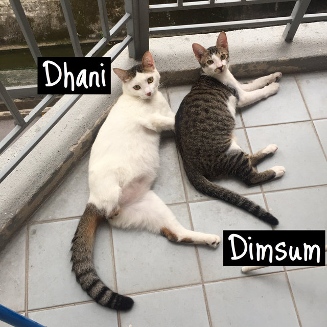 Dhani &amp; Dimsum - Domestic Short Hair Cat