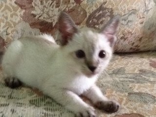 Kitten S5 - Siamese Cat