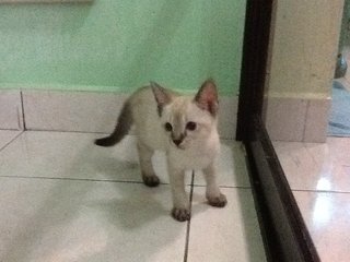 Kitten S5 - Siamese Cat