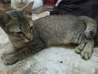 Kitten For Adoption - Female - 6months - Domestic Short Hair Cat