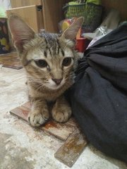 Kitten For Adoption - Female - 6months - Domestic Short Hair Cat