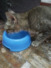 Kitten For Adoption - Female - 6months - Domestic Short Hair Cat