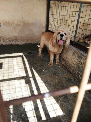 D144(030217) - English Cocker Spaniel Dog