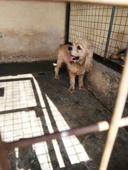 D144(030217) - English Cocker Spaniel Dog