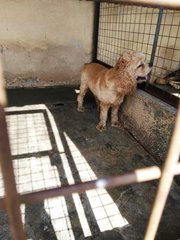 D144(030217) - English Cocker Spaniel Dog