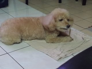 Pinky / Bb - Poodle Dog