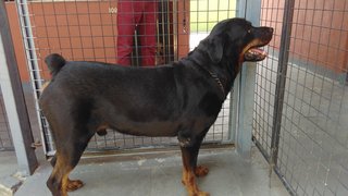 Max - Rottweiler Dog