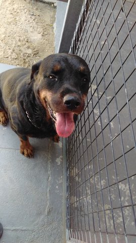 Max - Rottweiler Dog