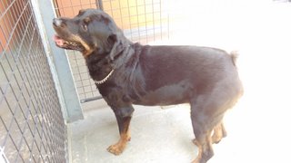 Max - Rottweiler Dog