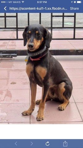 Radar - Doberman Pinscher + Dachshund Dog