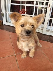 Rocky - Terrier Dog