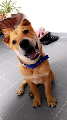 Leo (Reserved) - Shiba Inu Mix Dog