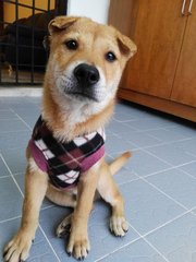 Leo (Reserved) - Shiba Inu Mix Dog