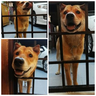 Leo (Reserved) - Shiba Inu Mix Dog