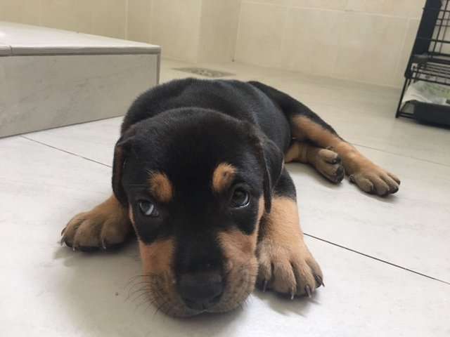 Rottweiler (A Month Old ) - Rottweiler Dog