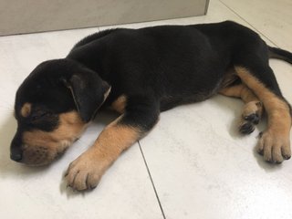 Rottweiler (A Month Old ) - Rottweiler Dog