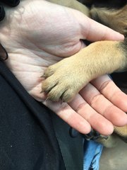 Rottweiler (A Month Old ) - Rottweiler Dog