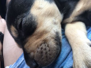 Rottweiler (A Month Old ) - Rottweiler Dog