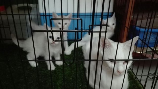 Putih &amp; Anak2  - Domestic Short Hair Cat