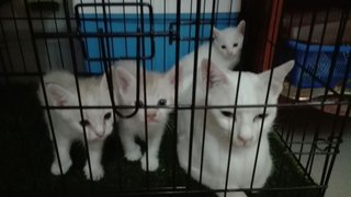 Putih &amp; Anak2  - Domestic Short Hair Cat