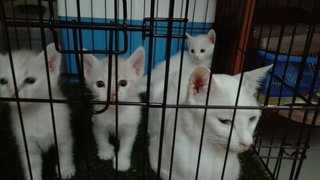 Putih &amp; Anak2  - Domestic Short Hair Cat