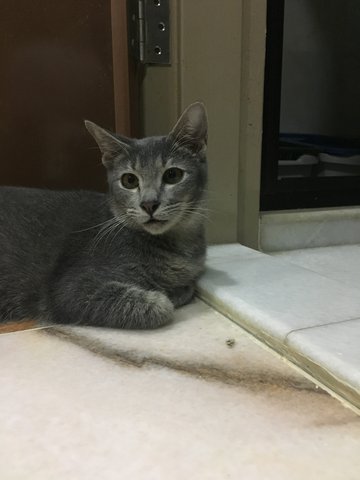 Sika  - Russian Blue + Domestic Short Hair Cat