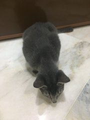 Sika  - Russian Blue + Domestic Short Hair Cat