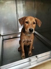 Car Wash - Mixed Breed Dog