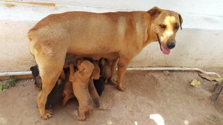 Mother & pups