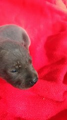 Dalmatian/black Lab Mix Pups - Mixed Breed Dog