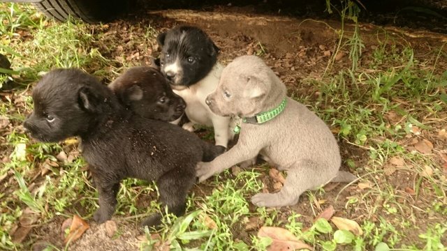 Dalmatian/black Lab Mix Pups - Mixed Breed Dog