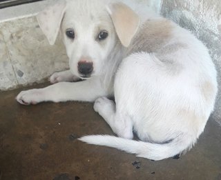 Snow - Mixed Breed Dog