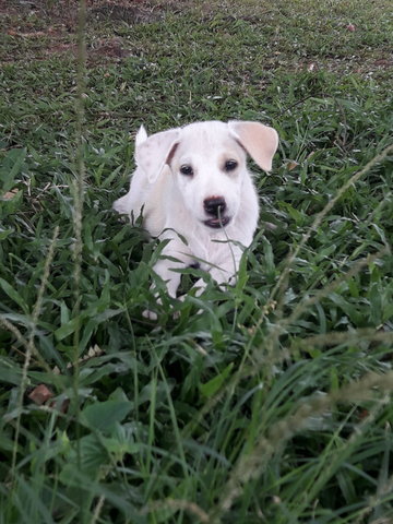 Snow - Mixed Breed Dog