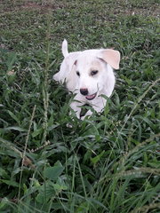 Snow - Mixed Breed Dog