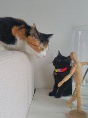 Beyonce &amp; Rihana - Domestic Medium Hair Cat