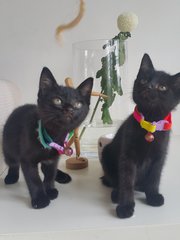 Beyonce &amp; Rihana - Domestic Medium Hair Cat