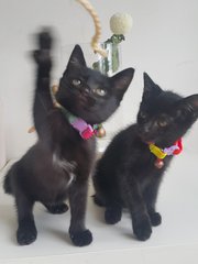 Beyonce &amp; Rihana - Domestic Medium Hair Cat